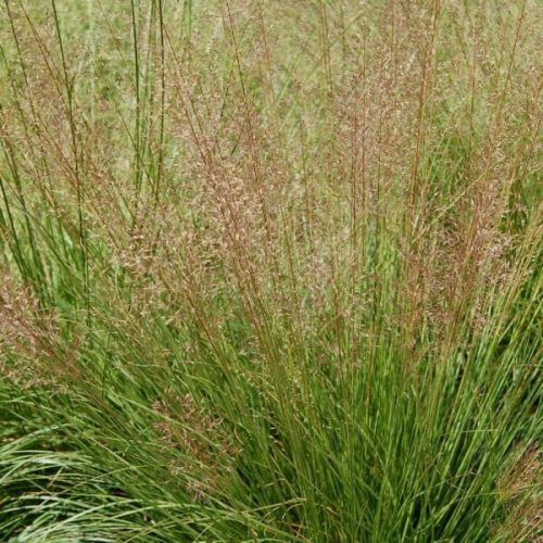 Özönfű – Sporobolus heterolepis 'Cloud'