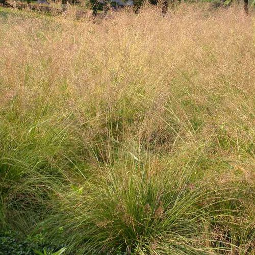 Özönfű – Sporobolus heterolepis 'Cloud'