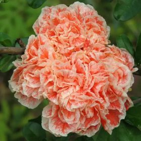   Cirmos teltvirágú dísz-gránátalma - Punica granatum ‘Legrelliae’