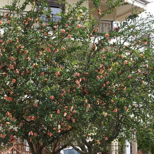 Cirmos teltvirágú dísz-gránátalma - Punica granatum ‘Legrelliae’