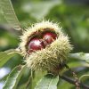 Szelídgesztenye - Castanea sativa