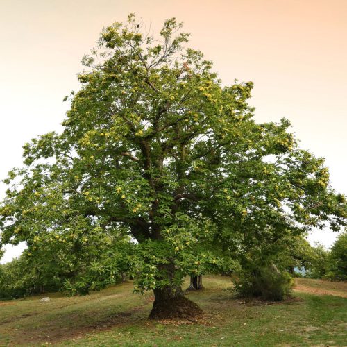 Szelídgesztenye - Castanea sativa 'Bouche de Betizac'