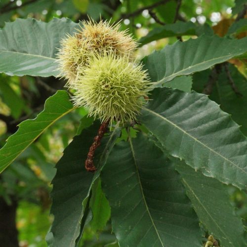 Szelídgesztenye - Castanea sativa 'Bouche de Betizac'