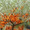 Homoktövis - Hippophae rhamnoides 'Remény' (termős)