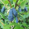 Kamcsatkai mézbogyó - Lonicera kamtschatica ‘Atut’