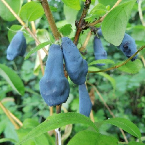 Kamcsatkai mézbogyó - Lonicera kamtschatica ‘Atut’