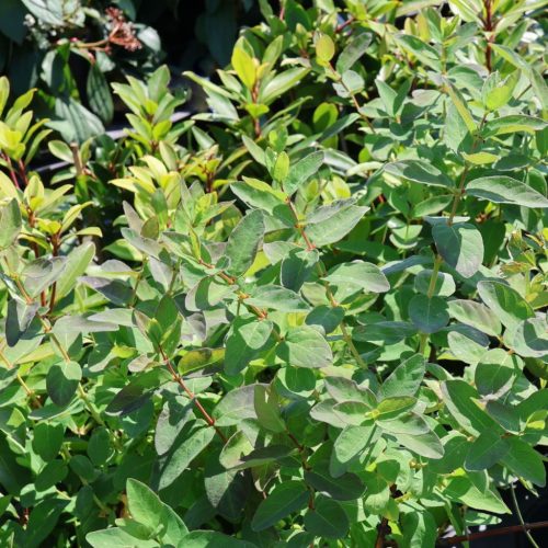 Kamcsatkai mézbogyó - Lonicera kamtschatica ‘Atut’