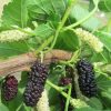 Fekete eperfa - Morus accidosa 'Illinois Everbearing'