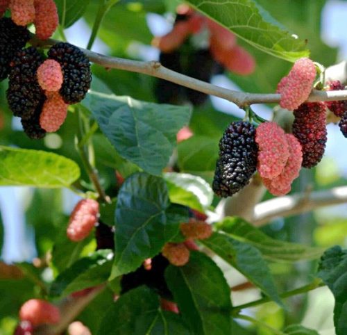 Fekete eperfa - Morus accidosa 'Illinois Everbearing'