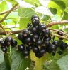 Fekete ribiszke – Ribes nigrum 