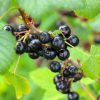 Fekete ribiszke – Ribes nigrum 