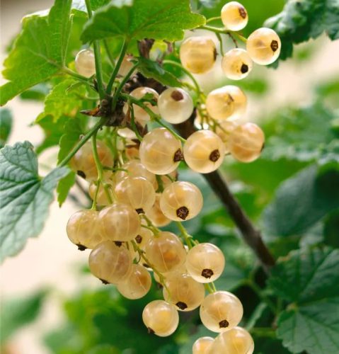 Fehér ribiszke - Ribes rubrum 'Witte Hollander' 