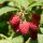 Málna - Rubus idaeus 'Meeker'