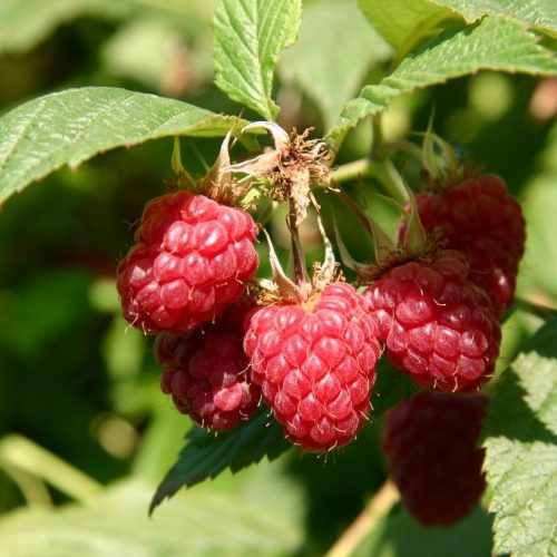 Málna - Rubus idaeus 'Meeker'
