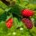 Szedermálna - Rubus 'Tayberry'