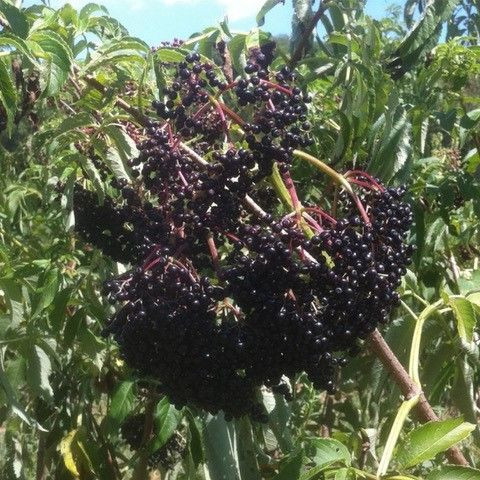 Kanadai bodza - Sambucus canadensis Howunder 'Ranch' 