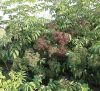 Kanadai bodza - Sambucus canadensis Howunder 'Ranch' 