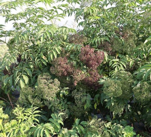 Kanadai bodza - Sambucus canadensis Howunder 'Ranch' 