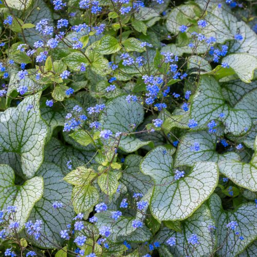 Kaukázusi nefelejcs - Brunnera macrophylla ‘Silver Heart’