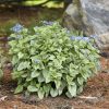 Kaukázusi nefelejcs - Brunnera macrophylla ‘Silver Heart’