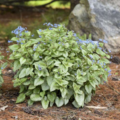 Kaukázusi nefelejcs - Brunnera macrophylla ‘Silver Heart’