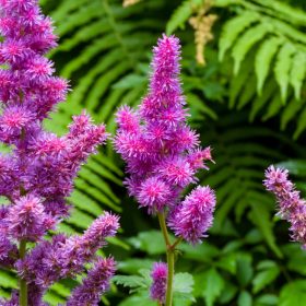 Tollbuga - Astilbe 