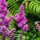 Tollbuga - Astilbe 