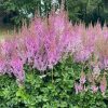 Tollbuga - Astilbe 