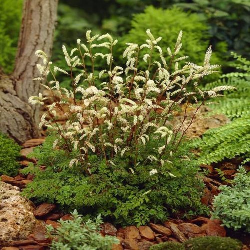 Törpe csipkeszakáll – Aruncus aethusifolius ‘Filigran’