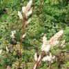 Törpe csipkeszakáll – Aruncus aethusifolius ‘Filigran’