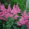 Japán tollbuga - Astilbe japonica ‘Rheinland’