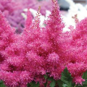 Tollbuga - Astilbe arendsii ‘Drum and Bass’