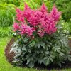 Tollbuga - Astilbe arendsii ‘Drum and Bass’