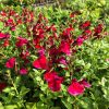 Őszi zsálya - Salvia greggii ‘Mirage Cherry Red’