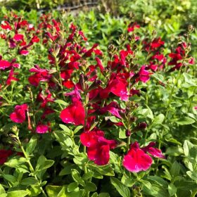 Őszi zsálya - Salvia greggii ‘Mirage Cherry Red’