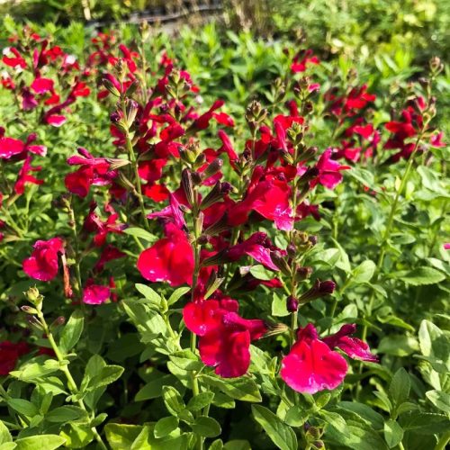 Őszi zsálya - Salvia greggii ‘Mirage Cherry Red’