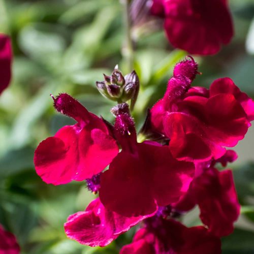 Őszi zsálya - Salvia greggii ‘Mirage Cherry Red’