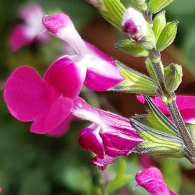 Őszi zsálya - Salvia greggii ‘Pink Lips’