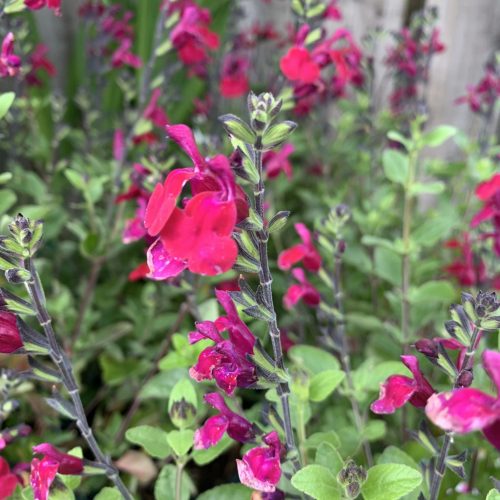 Őszi zsálya - Salvia greggii ‘Pink Lips’
