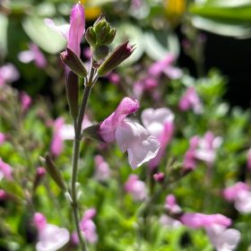 Őszi zsálya – Salvia greggii ‘Mirage Soft Pink’