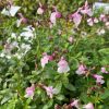 Őszi zsálya – Salvia greggii ‘Mirage Soft Pink’