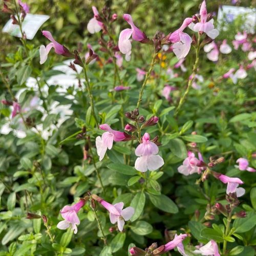 Őszi zsálya – Salvia greggii ‘Mirage Soft Pink’