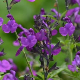 Őszi zsálya – Salvia greggii ‘Mirage Deep Purple’