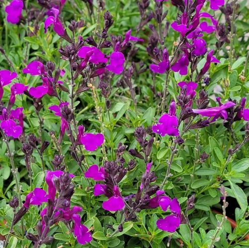 Őszi zsálya – Salvia greggii ‘Mirage Deep Purple’