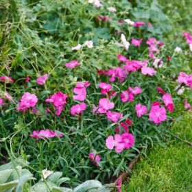Kerti szegfű - Dianthus 'Beauties Tasha'