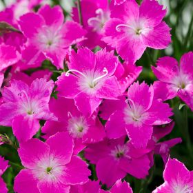 Kahori szegfű - Dianthus ‘Kahori Pink