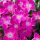 Kahori szegfű - Dianthus ‘Kahori Pink