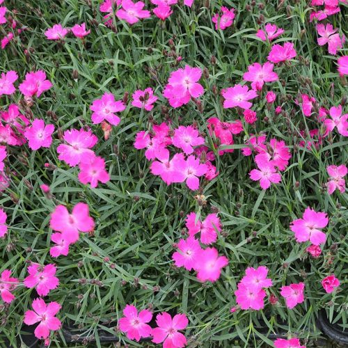 Kahori szegfű - Dianthus ‘Kahori Pink