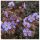 Gólyaorr -Geranium ‘Hocus Pocus’  