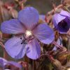 Gólyaorr -Geranium ‘Hocus Pocus’  